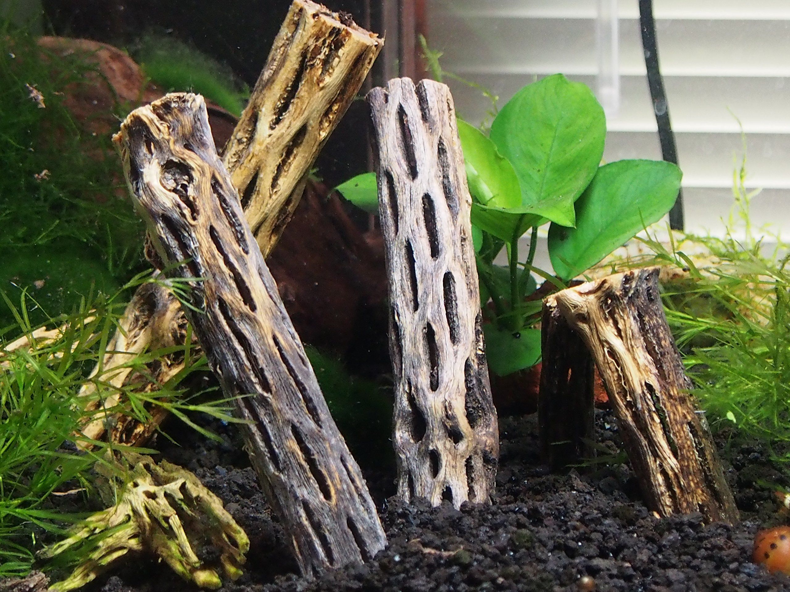 Cholla wood 