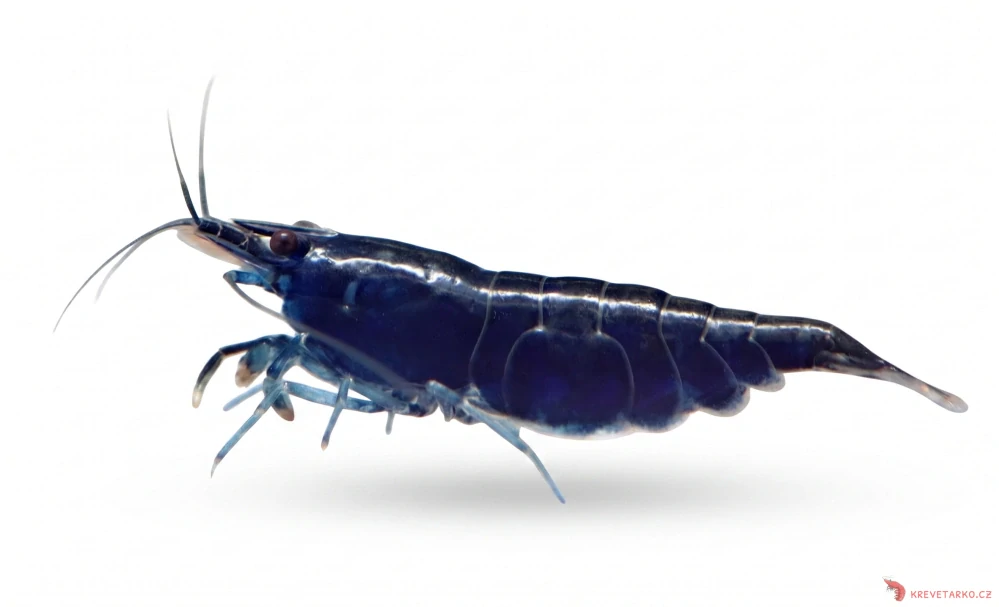 Neocaridina Davidi var. Blue Diamond