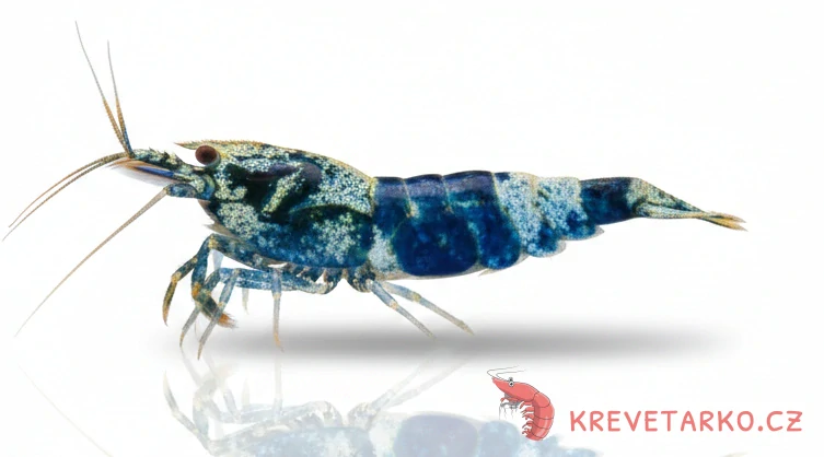 Caridina sp.Blue Bolt