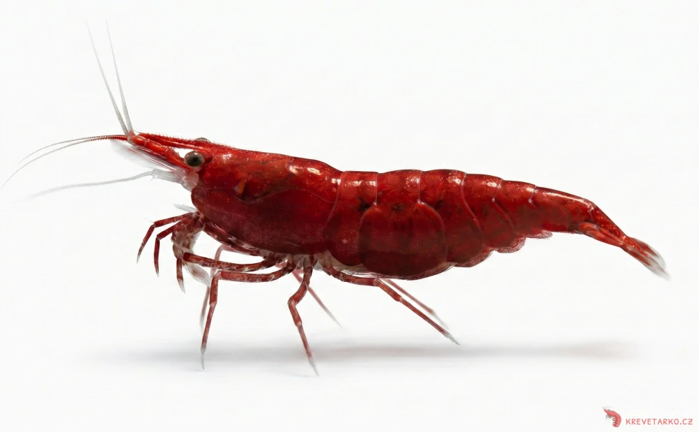 Neocaridina Davidi var. Blood Mary Dark