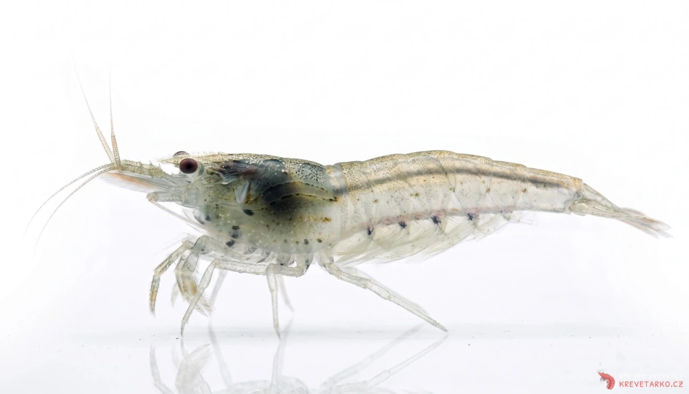 Caridina multidentata (japonica)
