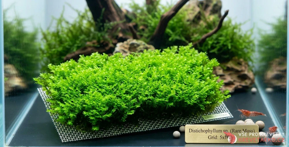 Distichophyllum sp. Hookeriaceae (Rare moss)