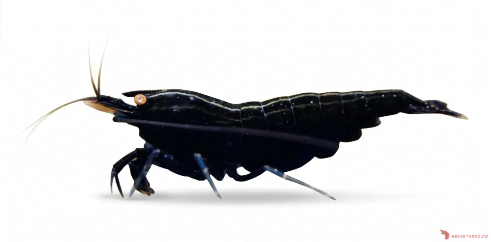 Caridina sp.Black Devil OE