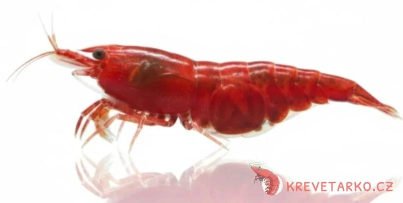 Neocaridina davidi var. Red Fire