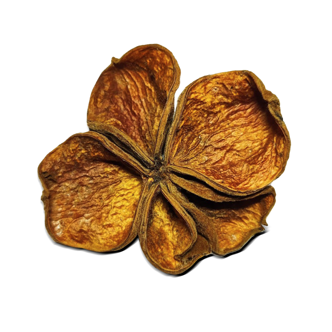 Lotus květ