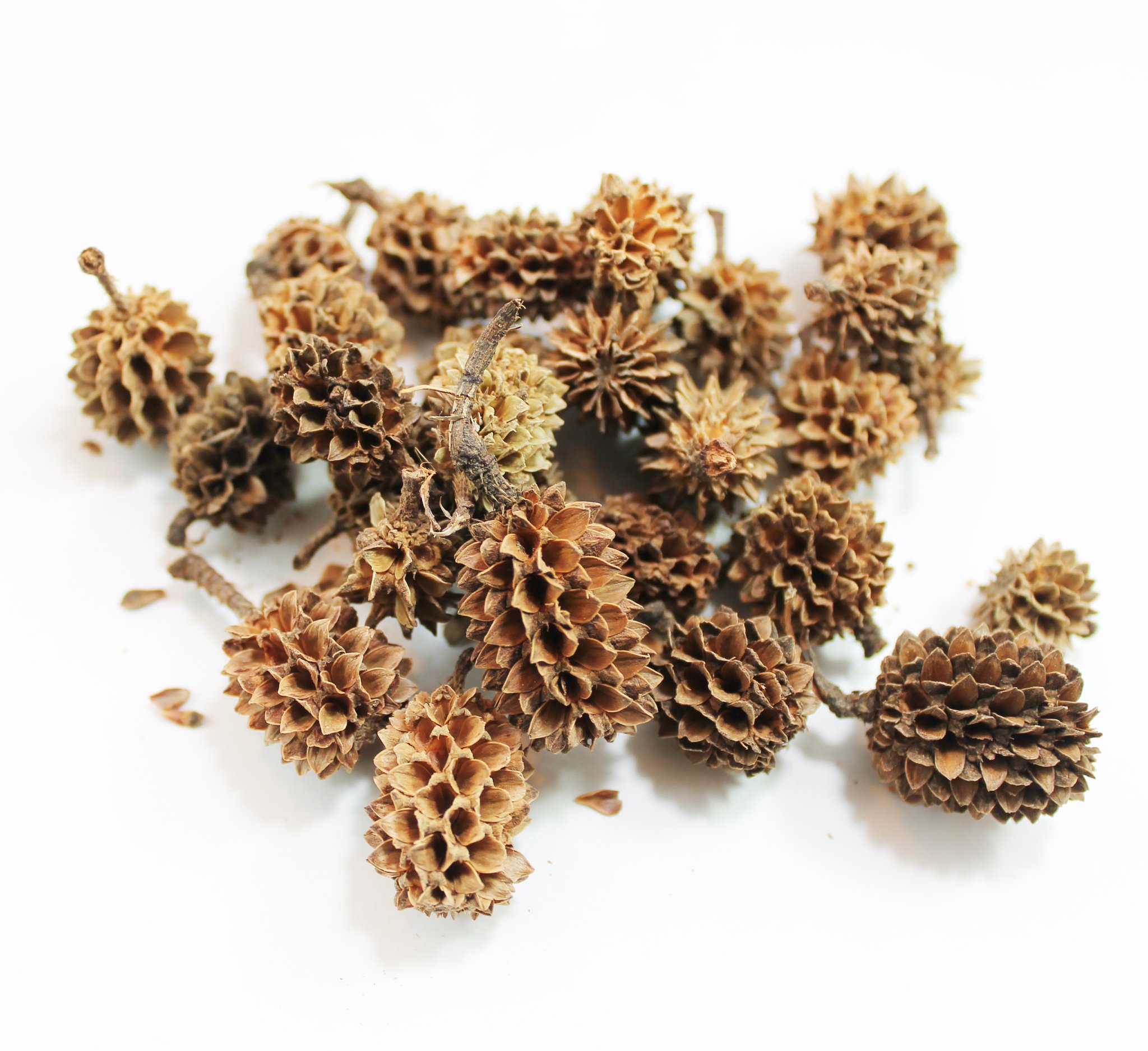 Casuarina šišky 50g