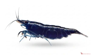 Neocaridina Davidi var. Blue Diamond