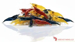 Neocaridina Davidi  - mix barev
