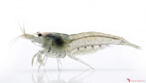 Caridina multidentata (japonica)