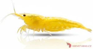 Neocaridina Davidi var. Yellow Backline