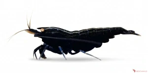 Caridina sp.Black Devil OE