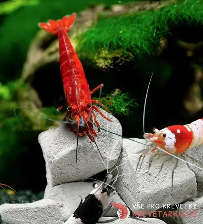 Shrimp Mineral Rocks 120g