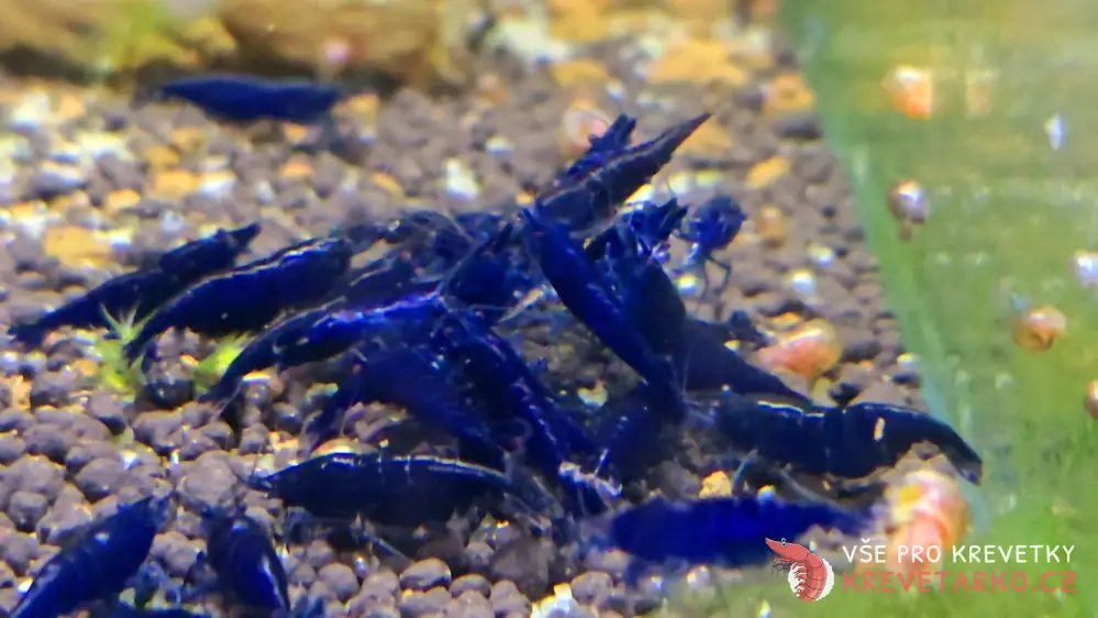 Neocaridina Davidi var. Blue Diamond