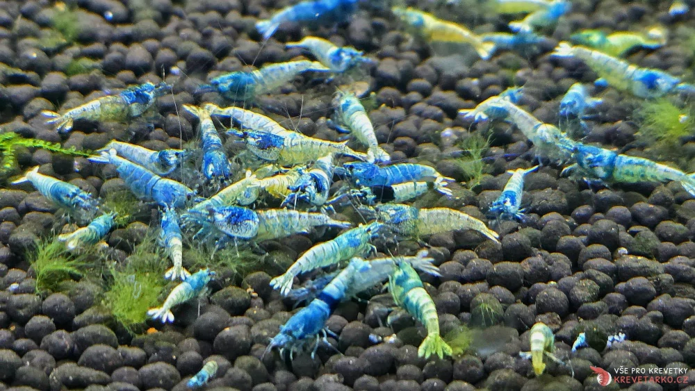 Caridina sp.Blue Bolt 