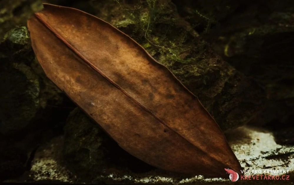Mangrovové listy (Rhizophora)