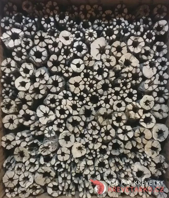 Cholla wood 15cm