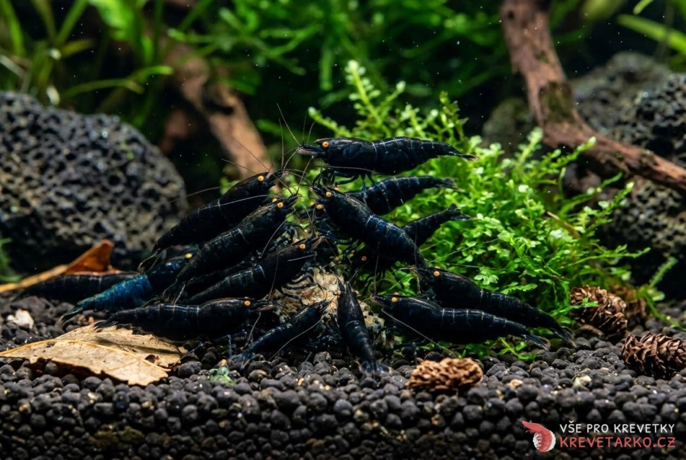 Caridina sp.Black Devil OE