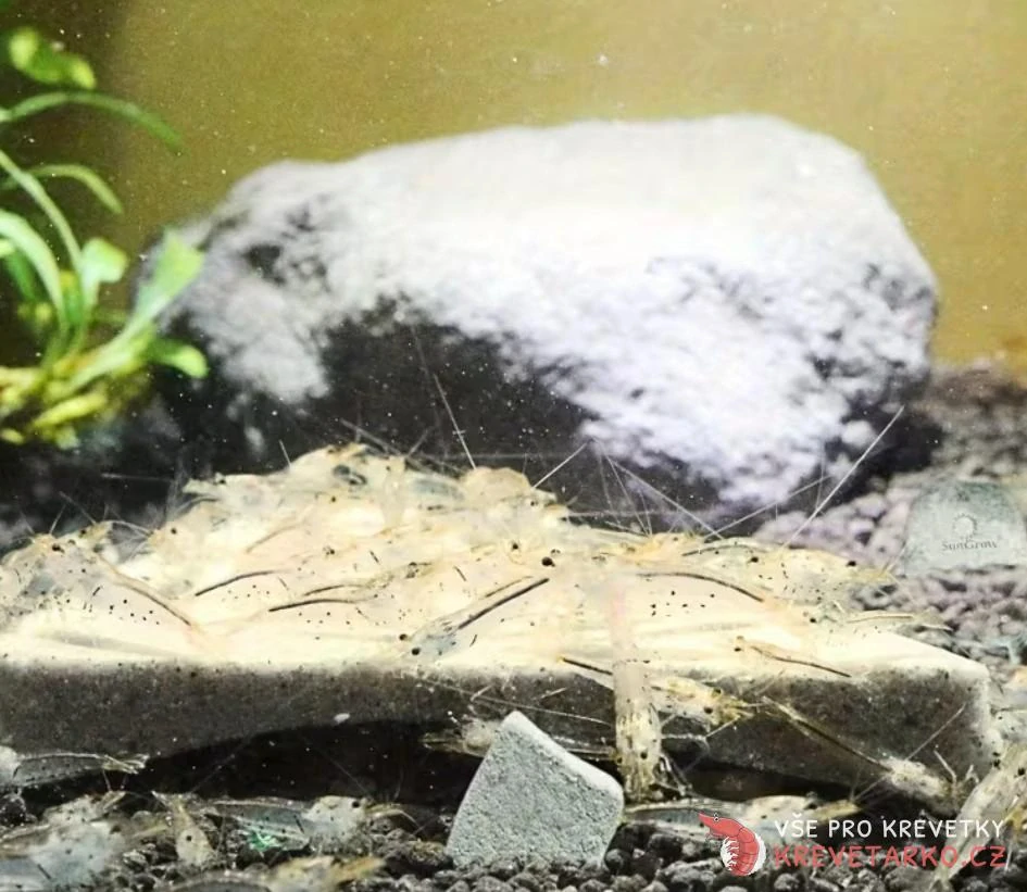 Shrimp Mineral Rocks 120g