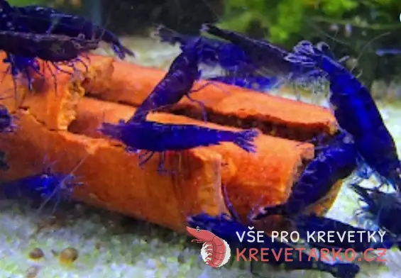 Neocaridina Davidi var. Blue Diamond