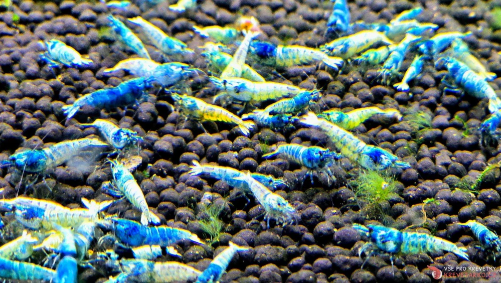 Caridina sp.Blue Bolt 