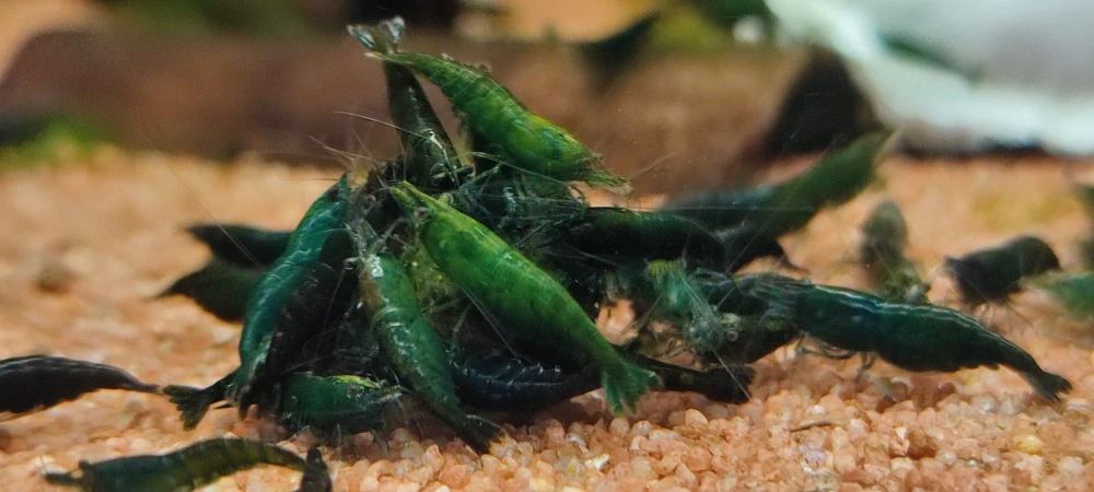 Neocaridina Davidi var.Green Jade