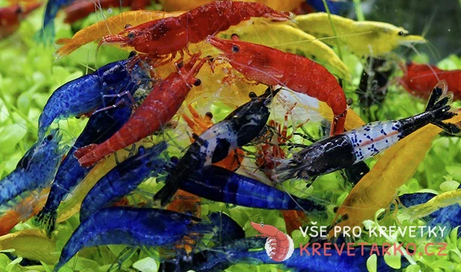 Neocaridina Davidi - mix barev