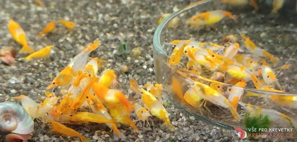 Neocaridina Davidi var. Orange Rilli