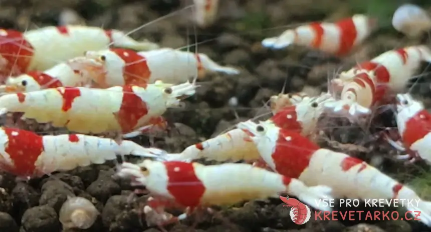 Caridina sp. Pure Red Line S-SS grade Hinomaru